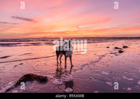 Border Collie chien sur la plage au coucher du soleil, Loch Indaal, près de Bridgend, Islay, Hébrides intérieures, ARGYLL & BUTE, Ecosse Banque D'Images