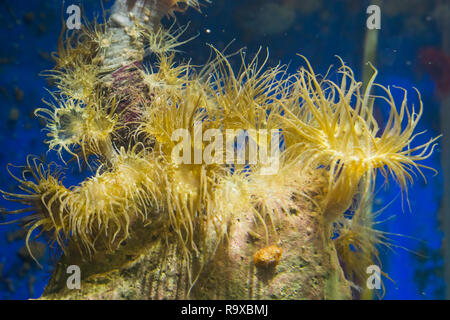 Groupe d'habitation du tube d'anémones de mer sur un rocher, l'aquarium populaire animaux domestiques dans l'aquaculture Banque D'Images