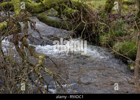 Devon, Royaume-Uni. Brook, un ruisseau en hiver Banque D'Images