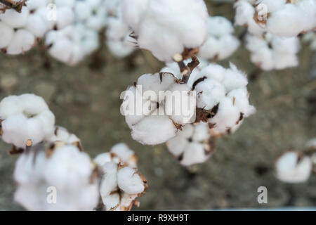 Usine de coton cotton boll sur branch en champ de coton Banque D'Images