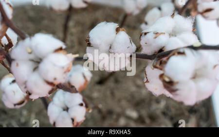 Usine de coton cotton boll sur branch en champ de coton Banque D'Images