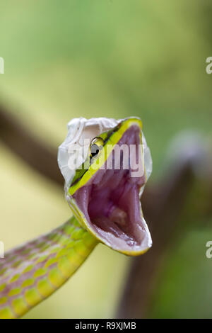À nez court serpent de vigne dans la région de Arenal, Costa Rica