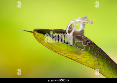 À nez court serpent de vigne dans la région de Arenal, Costa Rica Banque D'Images