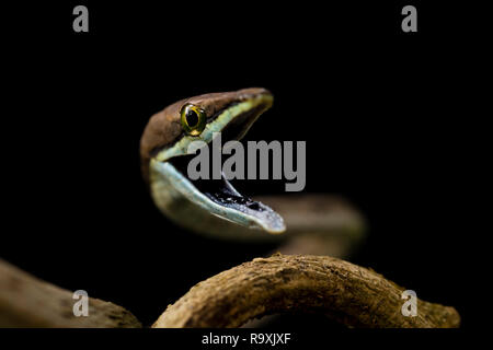 Brown serpent de vigne dans la région de Arenal, Costa Rica Banque D'Images