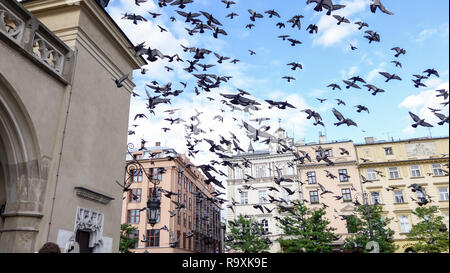 Troupeau de pigeons gris volant par l'air en face de vieux bâtiments, sur une place à Prague Banque D'Images