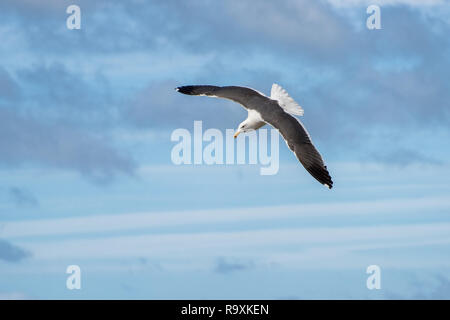 Mouette dans une plongée à travers un ciel nuageux Banque D'Images