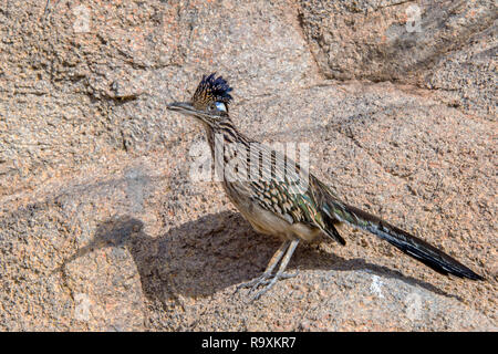 Plus de Roadrunner dans le désert au sud-ouest Banque D'Images