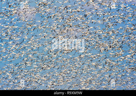 Un grand troupeau de la migration des Oies des neiges (Anser caerulescens) s'envoler de Bombay Hook National Wildlife Refuge. Delaware. USA Banque D'Images