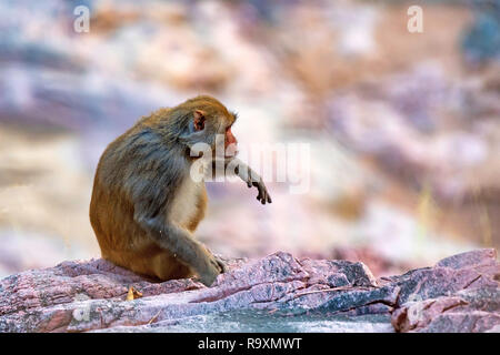 Profil de macaques rhésus mignon Macaca mulatta ou assis sur la pierre Banque D'Images