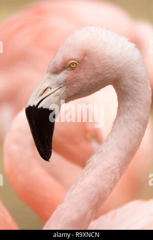 Tête et cou de flamant du Chili (Phoenicopterus chilensis). Banque D'Images