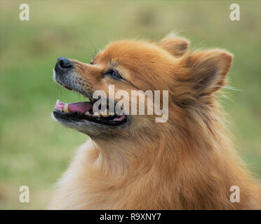 Chien Pomeranian head shot Banque D'Images