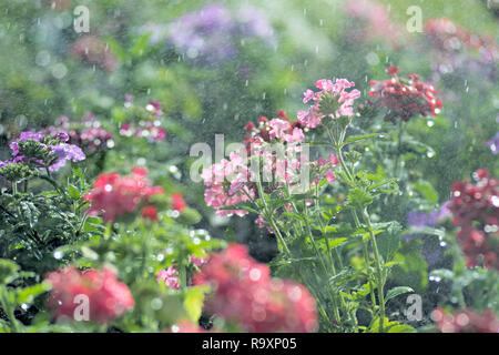 Fleurs de jardin Arrosage par aspersion Banque D'Images