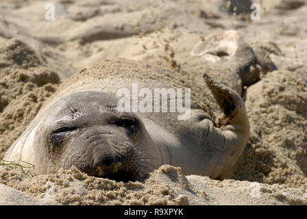 Un port, ou conjoint, seal (Phoca vitulina) allongé sur une plage ensoleillée de sable dans le sud de la Californie se retourne sur son dos pour le refroidissement. Banque D'Images