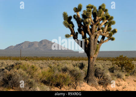 Un Joshua tree et les montagnes sont représentés le long de l'Interstate 15 dans le désert de Mojave, dans le comté de San Bernardino, en Californie, près de la frontière du Nevada. Banque D'Images