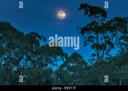 Pleine lune, le Mont Tamalpais State Park, comté de Marin, en Californie Banque D'Images