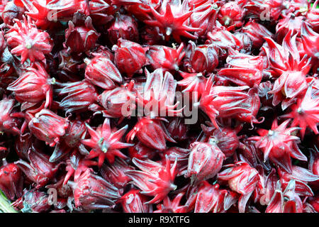 Roselle , texture douce Roselle * * Note de profonde champ / selective focus Banque D'Images