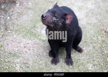 Diable de Tasmanie (Sarcophilus harrisii) en captivité sur la Tasmanie, la péninsule de Feycinet dans le cadre d'un effort de conservation Banque D'Images