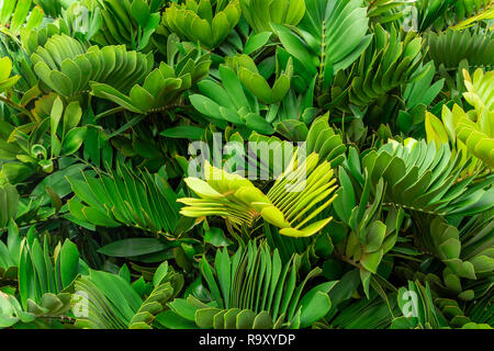 Zamia furfuracea (palm en carton) - Pembroke Pines, Florida, USA Banque D'Images