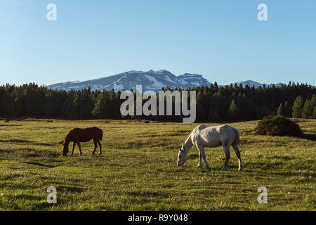 Vue panoramique de chevaux sauvages brouter sur une prairie près d'une lagune à l'encontre des Andes gamme en Esquel, Patagonie, Argentine. Banque D'Images