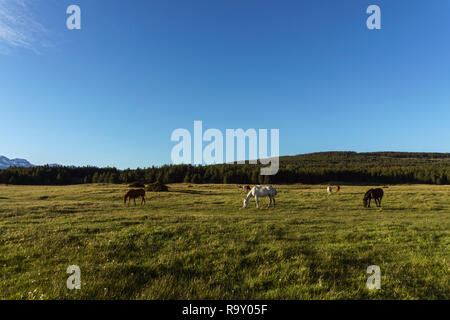 Vue panoramique de chevaux sauvages brouter sur une prairie près d'une lagune à l'encontre des Andes gamme en Esquel, Patagonie, Argentine. Banque D'Images