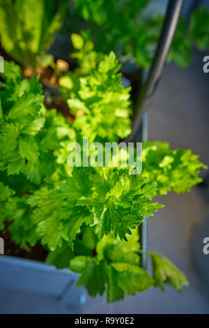 Le céleri légumes feuilles des plantes en milieu urbain table verger Banque D'Images