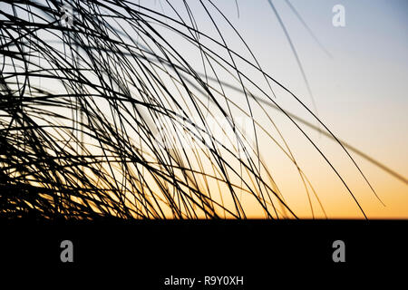 Silhouette noire de l'herbe de la pampa au coucher du soleil le soir Banque D'Images