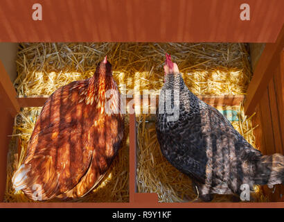 Nid de Poule poulailler avec 2 poules incuber sur la paille Banque D'Images