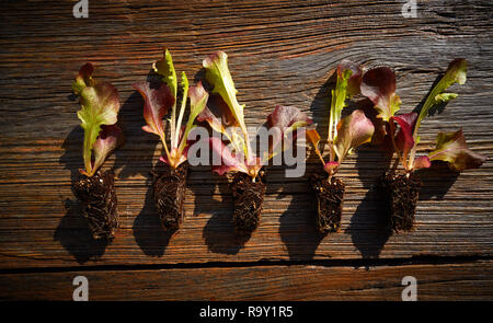 Les plantules germées laitue rouge oakleaf prêt pour planter dehors ou dans la zone trasplant Banque D'Images