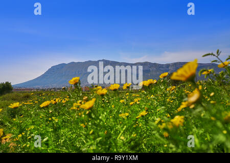 Sur la montagne Montgo au printemps avec des fleurs Daisy de Denia en espagne Banque D'Images