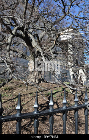 Gnarly Vieux arbre à l'extérieur de la National Portrait Gallery dans le quartier chinois, Washington DC Banque D'Images