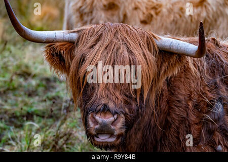 Highland cattle ,Bo Ghaidhealach Heilan coo, une race bovine écossais caractéristique avec longues cornes et long manteaux ondulées sur l'île de Skye dans le rai Banque D'Images