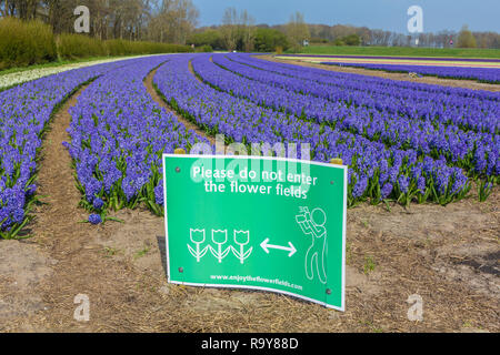 Lisse, Pays-Bas - le 14 avril 2018 : néerlandais champ de fleurs au printemps avec panneau d'avertissement pas d'intrus Banque D'Images