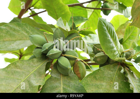 Couleur vert amande Indiens non mûres fruits sur l'arbre Tropical (amande, COMBRETACEAE). Feuilles pour aquarium Banque D'Images