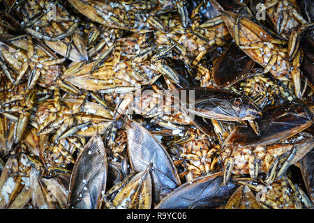 L'eau géant bug insecte fond aliments cuire poêlé au sel / Lethocerus indicus Banque D'Images