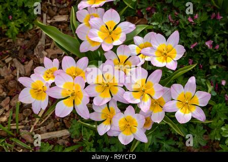 Une grappe de lilas me demande au milieu de tulipes fleurissent au printemps photographié d'en haut. Banque D'Images