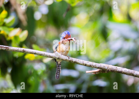 Beau Mâle d'oiseaux bagués de Kingfisher Kingfisher (Lacedo pulchella) oiseau de la Thaïlande.transportant grenouille pour nourrir ses poussins. Banque D'Images