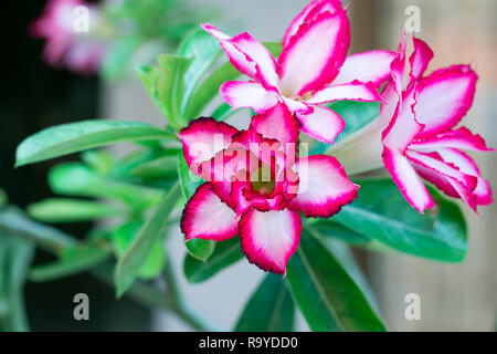 Desert Rose ou rouge ou la maquette du Toitskloof Azalea avec des feuilles vertes. Quelque part appeler Adenium obesum fleurs. Banque D'Images