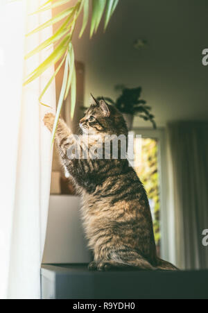 Funny jeune chat est assis sur ses pattes de derrière et de jouer avec les feuilles des plantes accueil à fenêtre dans la salle de séjour. Chat Sibérien Race moelleux Banque D'Images