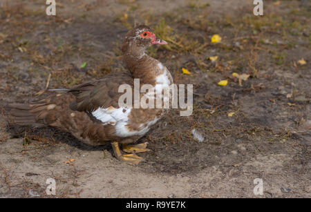 Portrait en extérieur de la Moscovie Canard (Cairina moschata) debout sur le terrain en basse-cour à l'automne Banque D'Images