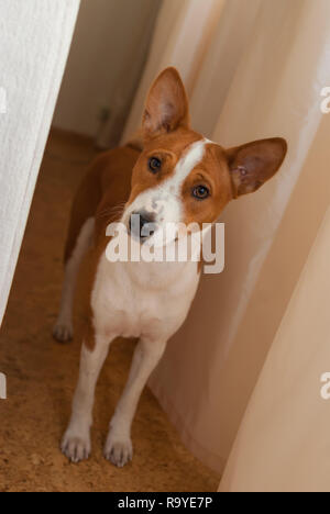 Tout le corps de l'intérieur portrait curieux chien Basenji (11 mois) Banque D'Images