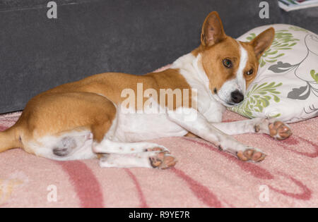 Chien Basenji mature fatigué couché sur un canapé et prêt à dormir sur un oreiller de maîtrise Banque D'Images