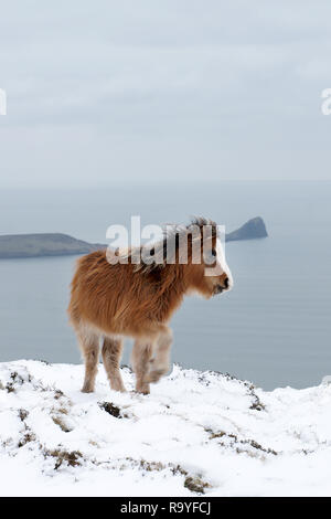 Pony sur plage avec vue sur la tête de vis sans fin Banque D'Images