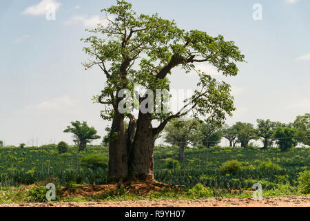 Un champ de plantes ( Agave sisalana Sisal ) de plus en plus avec les Baobabs ( Adansonia digitata ) qui parsèment le paysage sur une journée ensoleillée, au Kenya Banque D'Images