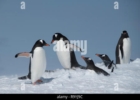 L'antarctique, du détroit de Gerlache, archipel Palmer, de l'Île Wiencke, pointe Damoy. Les manchots. Banque D'Images