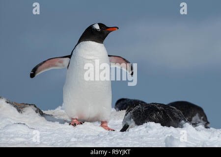 L'antarctique, du détroit de Gerlache, archipel Palmer, de l'Île Wiencke, pointe Damoy. Manchots. Banque D'Images