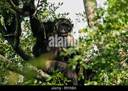 L'Est de chimpanzé (Pan troglodytes schweinfurthii) se nourrissant de tué singe Colobus, Parc National de Gombe Stream, en Tanzanie Banque D'Images