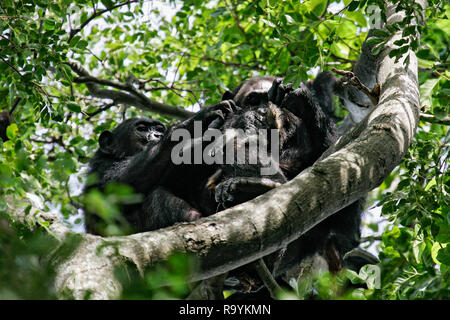 L'Est de chimpanzé (Pan troglodytes schweinfurthii) se nourrissant de tué singe Colobus, Parc National de Gombe Stream, en Tanzanie Banque D'Images