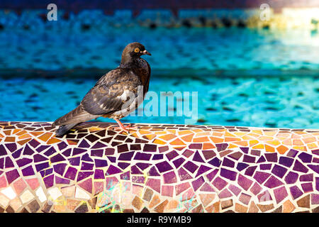 Pigeon marche sur le bord d'une fontaine en mosaïque de couleurs vives, Cardona Plaza Castellon de la Plana, Espagne Banque D'Images