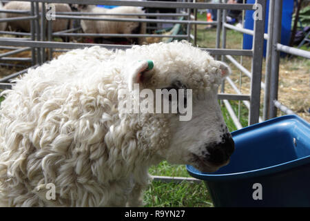 Longwool mouton dans stylo à montrer en mars Moreton Banque D'Images