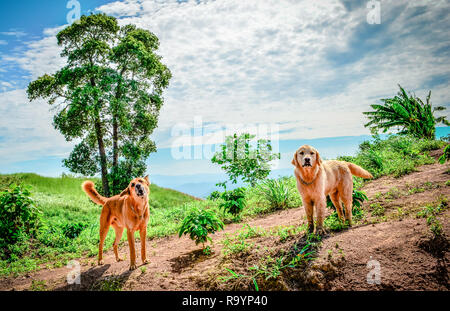 Paysage de chien / le chien aboie et debout sur vue sur la colline de l'arbre et l'arrière-plan la montagne Banque D'Images